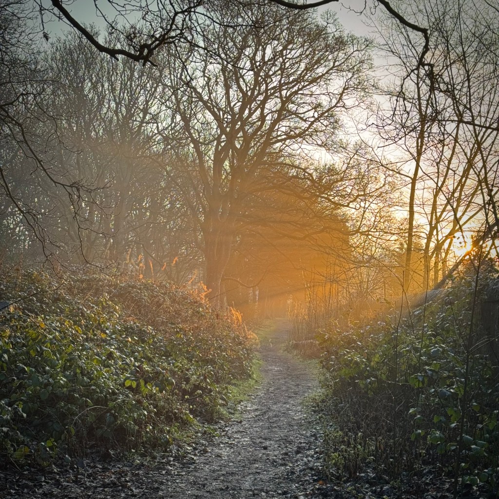 A photo of Newington Cemetery, Edinburgh, Scotland, once known as Newington Necropolis or Echobank Cemetery, now partially rewilded. The photo shows a narrow path through underground and trees, with orange beams of dawn sunlight entering through trees on the right.
Image: Steven Shorrock (2026) CC BY-NC-ND 4.0
